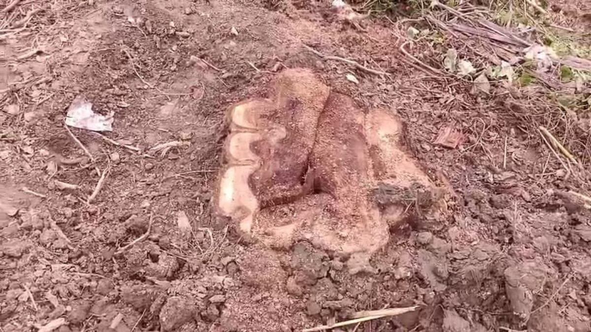 Random chopping of trees in Murshidabad