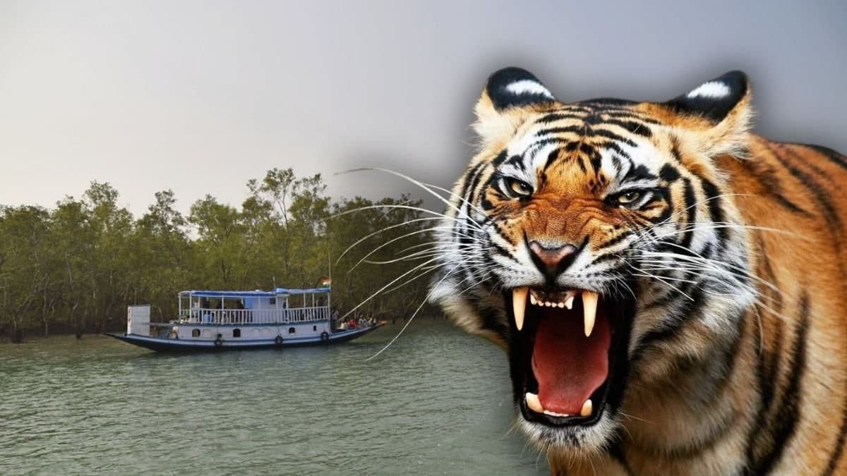 Tiger experts point out reason for straying of sundaran tiger in winter gnr