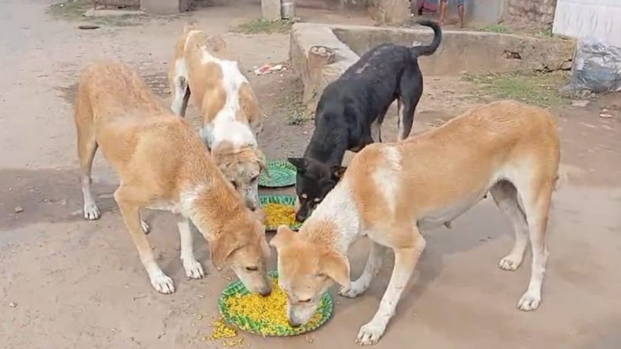 Picnic arranged for street dogs in hooghly
