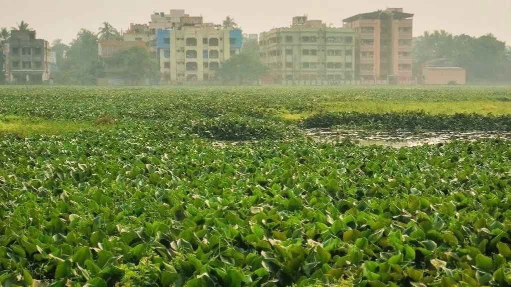 Due to water hyacinth birds are avoiding  Santragachi lake gnr 