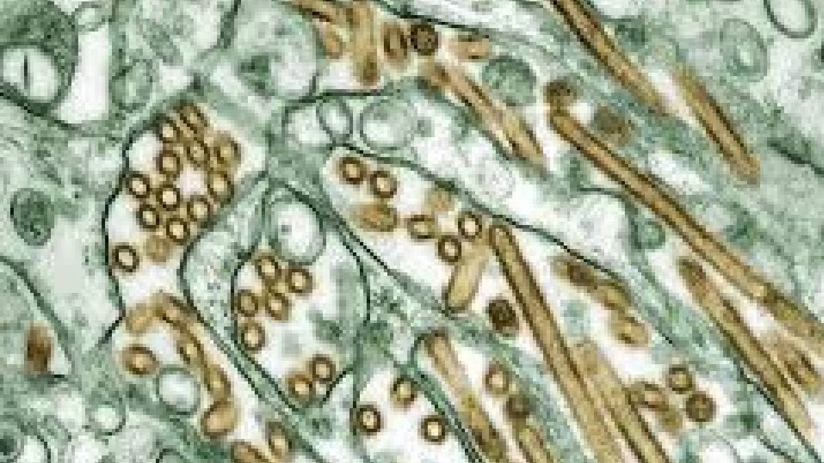 This Disease Is Likely To Be Biggest Emerging Problem In 2025 gnr