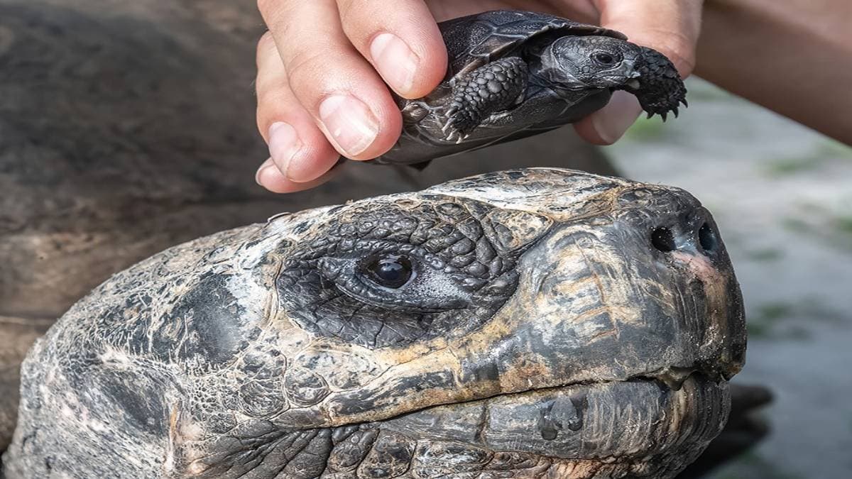  135 years old Galapagos tortoise becomes father