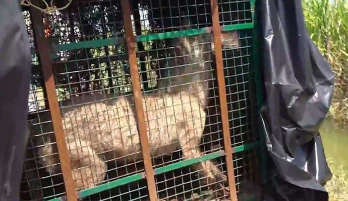 Uttar Pradesh; নেকড়ের উপদ্রবে উত্তরপ্রদেশে বাড়তি সতর্কতা, এবার গুরুতর আহত বছর পাঁচেকের নাবালিকা 