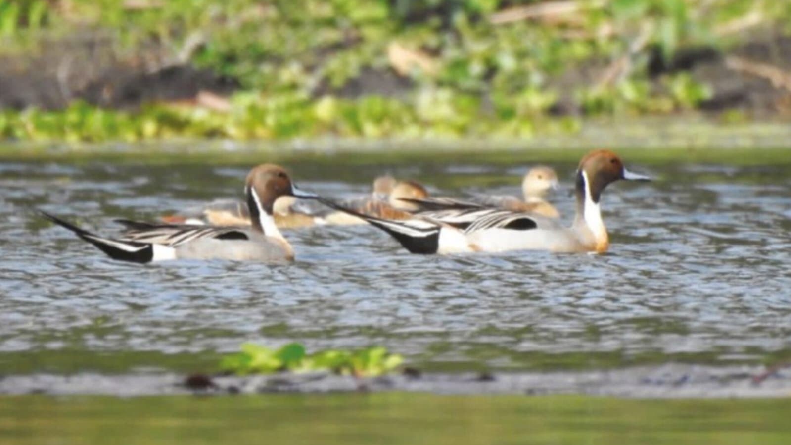 Rasikbil is abundant with local and migratory birds_gnr