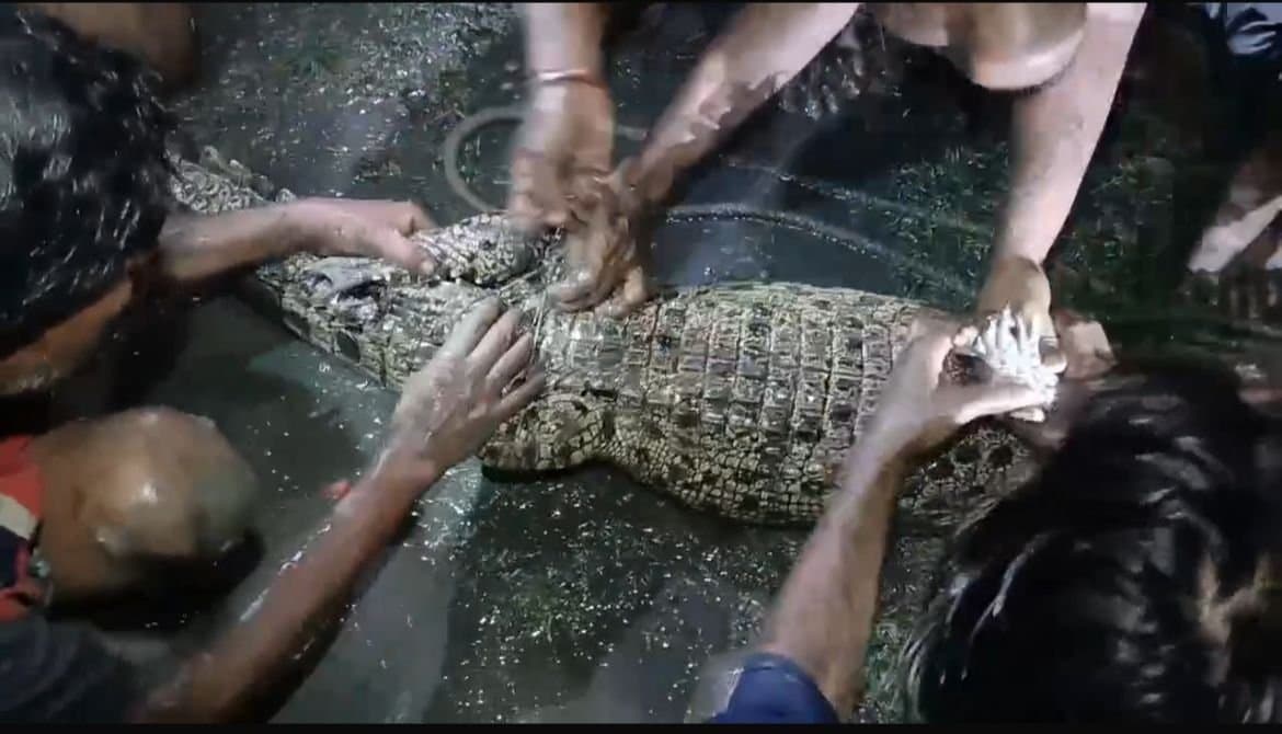 Crocodile found in minakha gnr 
