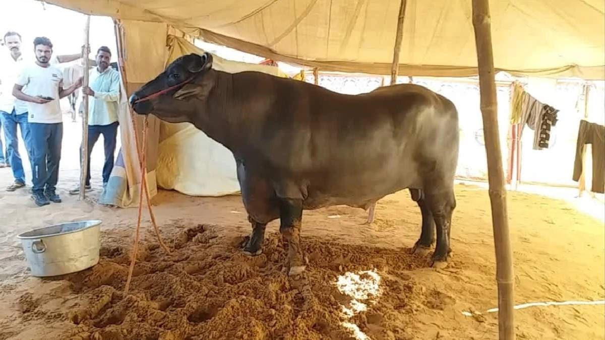 Know some interesting facts about famous Buffalo Anmol