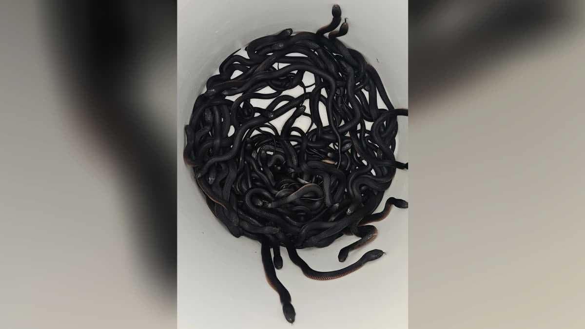  102 Red bellied black snakes  removed from  garden in Sydney gnr