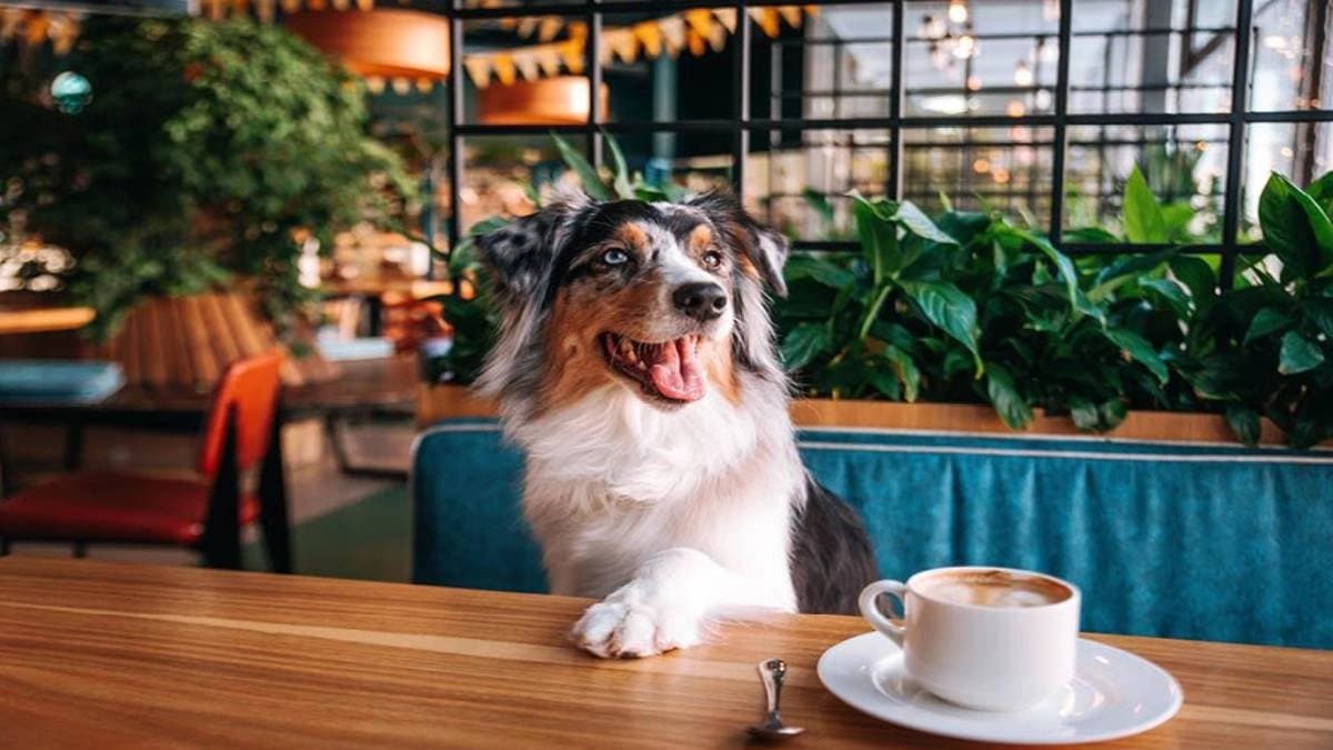 Pet friendly cafe in bardhaman