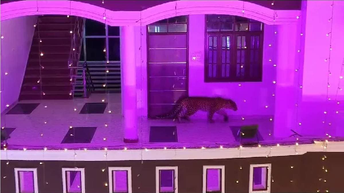 Leopard Gatecrashes Lucknow Wedding gnr