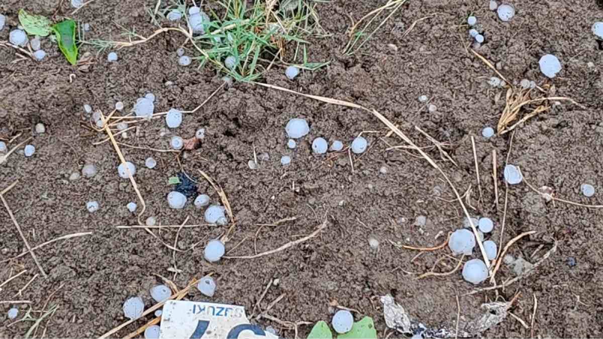 Hailstorm in Murshidabad made lands white