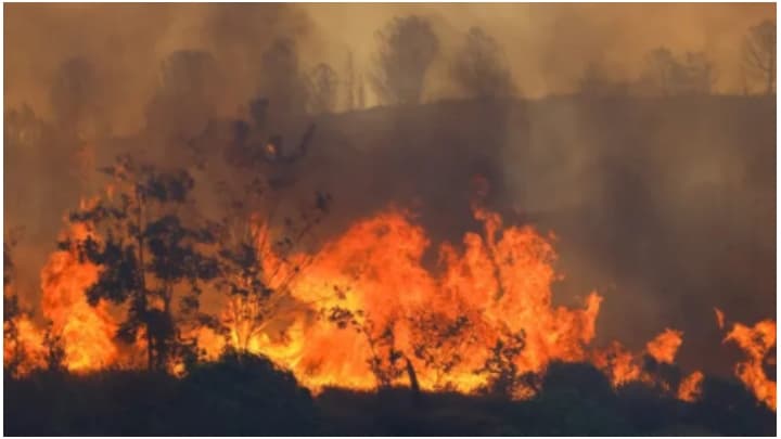 wildfires at turkey, five dies