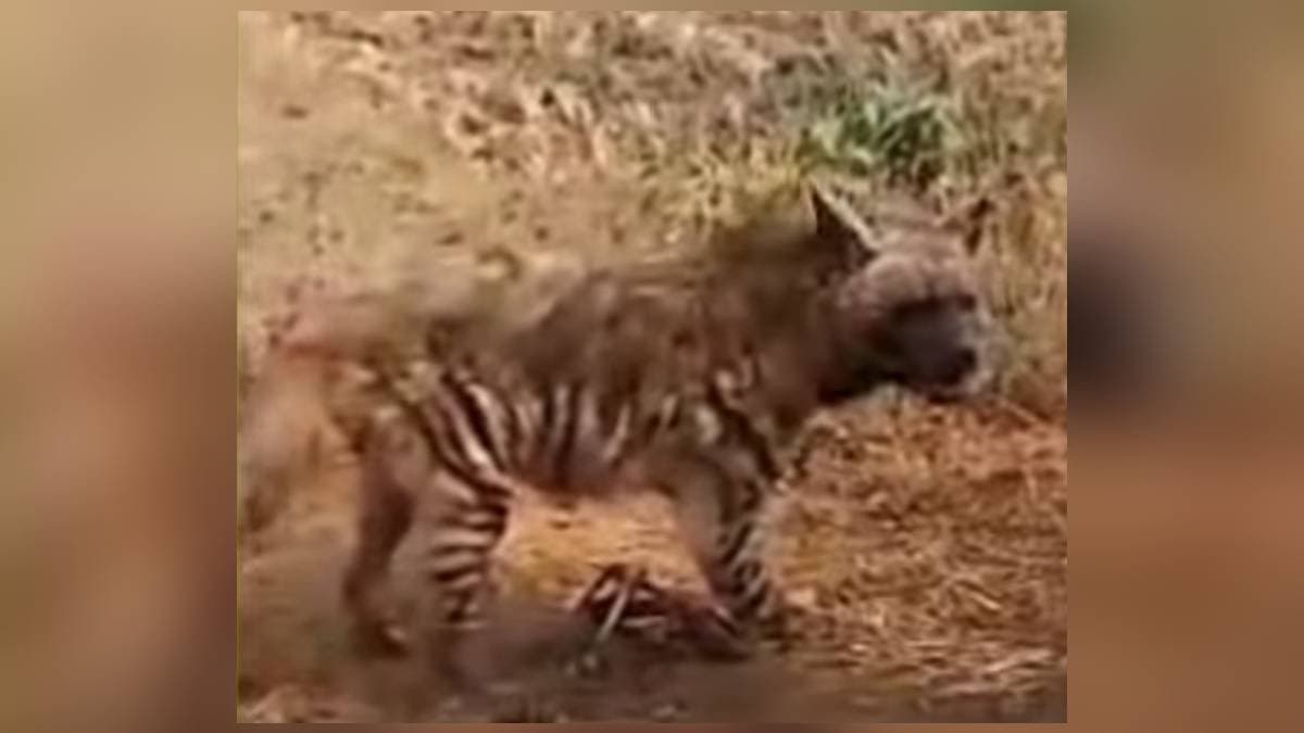  Hyena Falls into Trap Meant for Tigress Jinat in Raghunathpur gnr