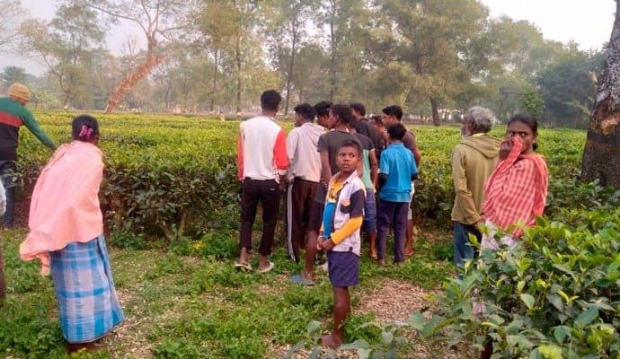 leopard terror at alipurduar tea garden