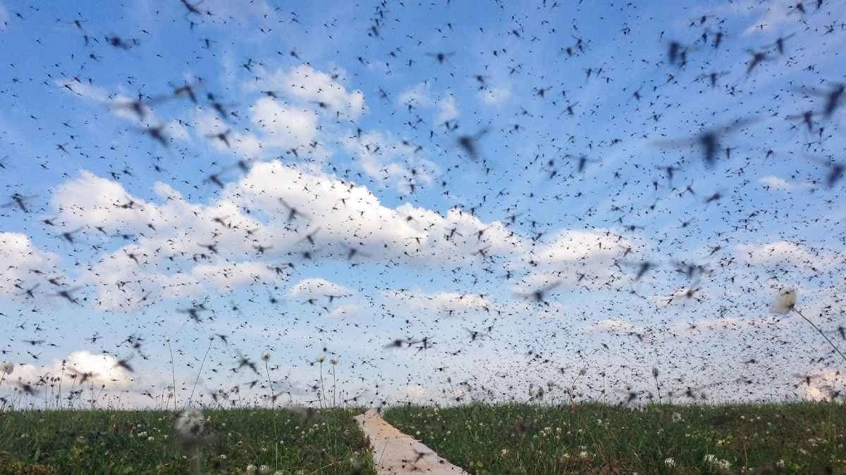 Scientists are dropping Mosquitoes in these Hawaiian island to prevent Songbird extinction