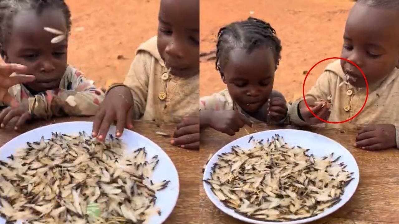 Uganda food crises forcing starving kids to eat termite