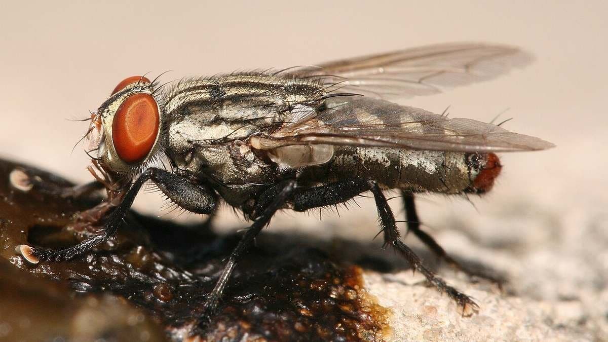 Bizarre flesh eating fly poses new problem to the scientific community