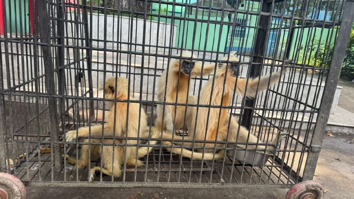 Four golden monkeys rescued in beldanga six traffickers ‌‌arrested
