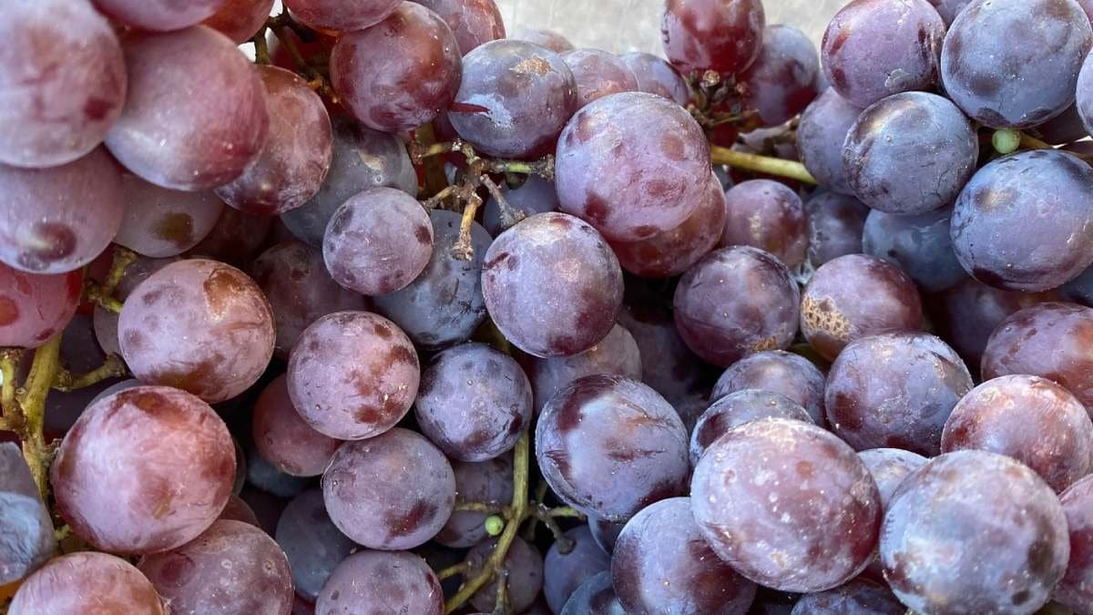 Concord grapes help to reduce heart attack