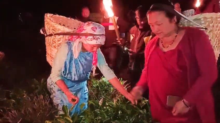 Full moon plucking in dooars