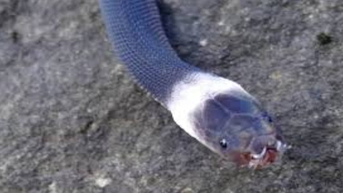Rare snake spiecies snake in Thailand chopped of mistakenly