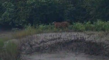 the tiger have been seen in the sundarban gnr