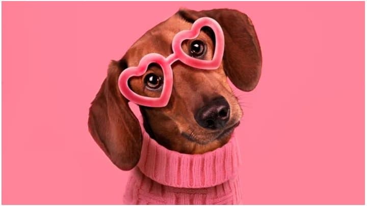 Vet issues warning to pet owners This Valentine's Day