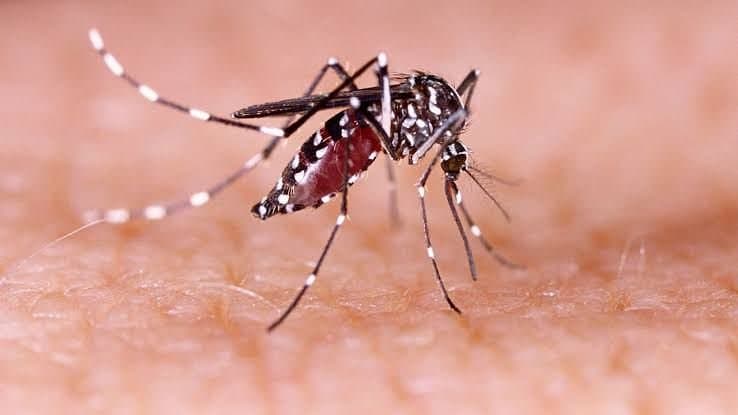 Hospitalized with dengue symptoms, housewife died gnr 
