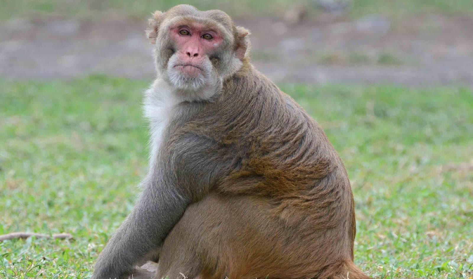 Monkey Death: লাইন দিয়ে পড়ে আছে ১৭টি বাঁদরের দেহ! ছত্তিশগড়ের বেলগাঁওতে ঘটে গেল এক মর্মান্তিক ঘটনা