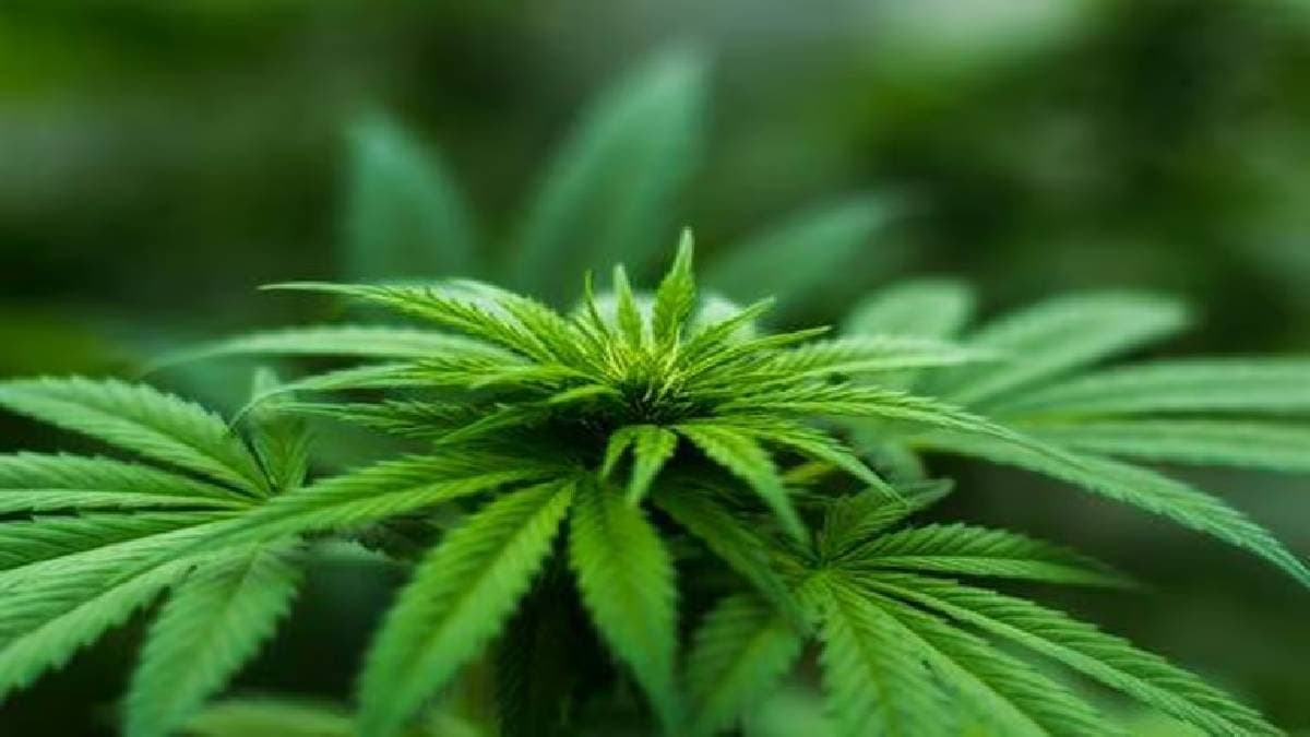 himachal pradesh to legally cultivate cannabis for industrial and medicinal use