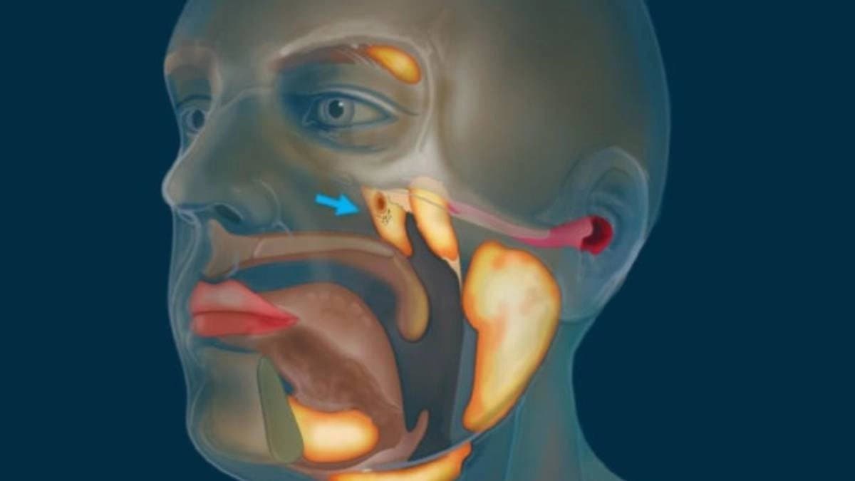 Scientists have discovered  a new organ hidden inside human throat
