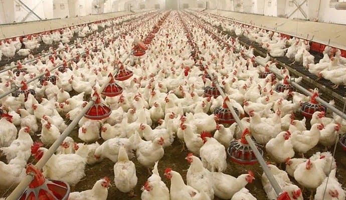 West Bengal Chicken Vendor Strike: তবে কি এবার টান পড়বে 'চিকেন'-এ, রাজ্যজুড়ে মুরগি পরিবহন বন্ধে বাড়ছে উদ্বেগ