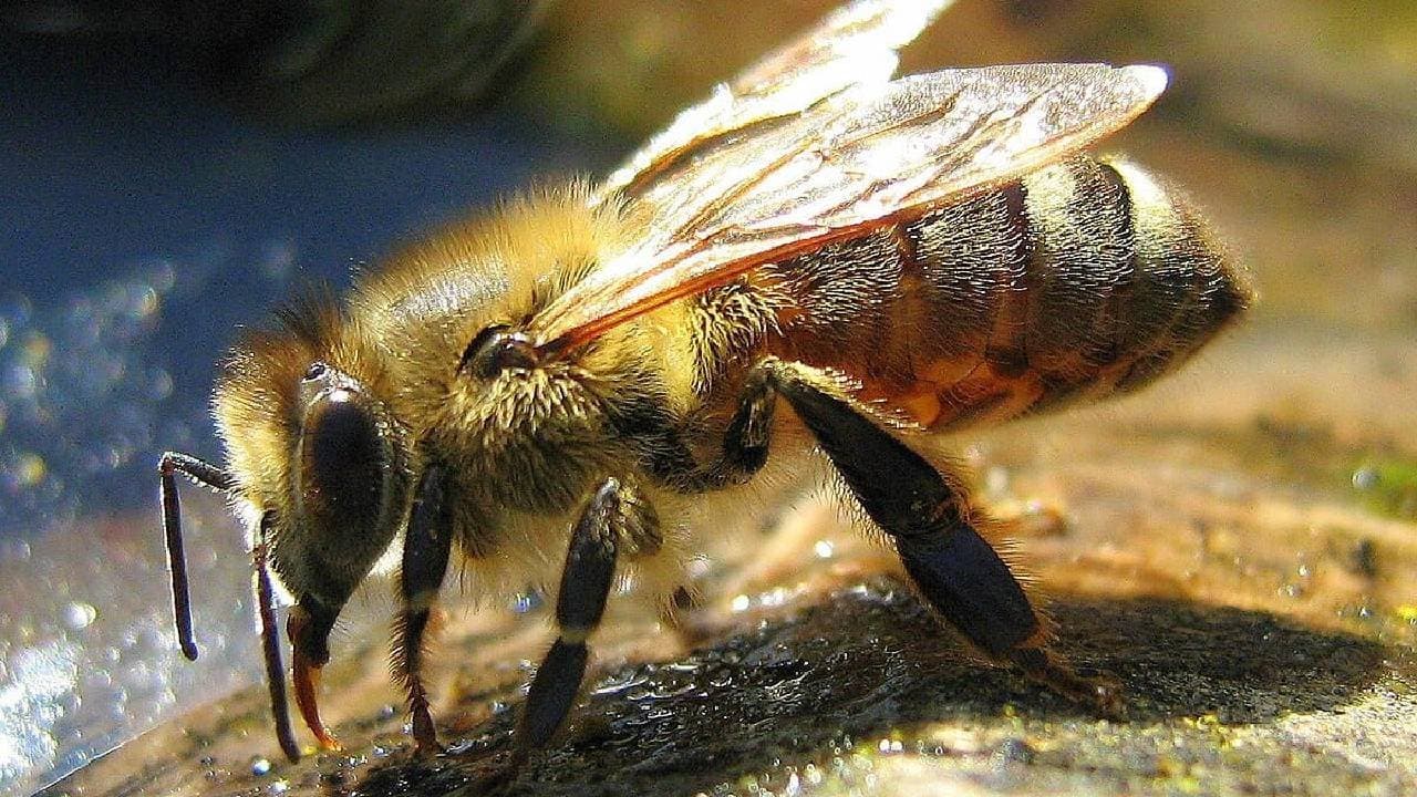 Old Retired Cop Dies After Being Attacked By Swarm Of Bees In UP 