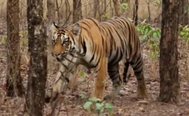 Tigress give birth in gwalior zoo