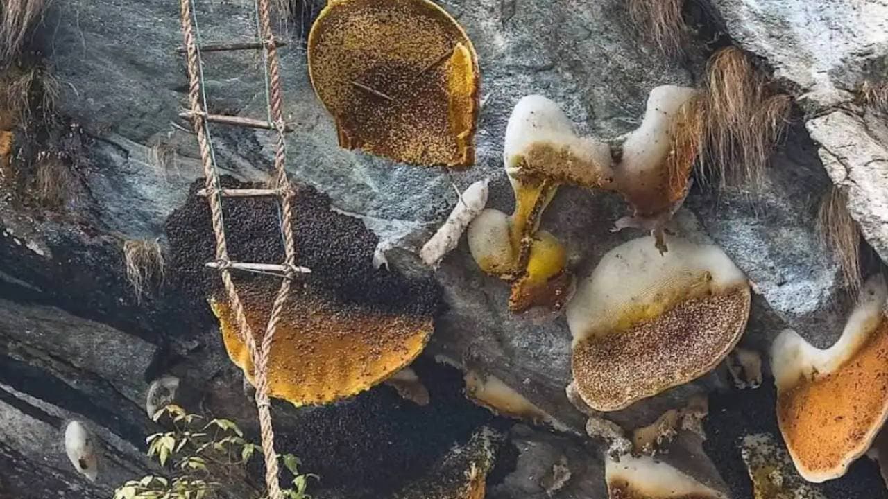 Mad honey is an ancient libido stimulant