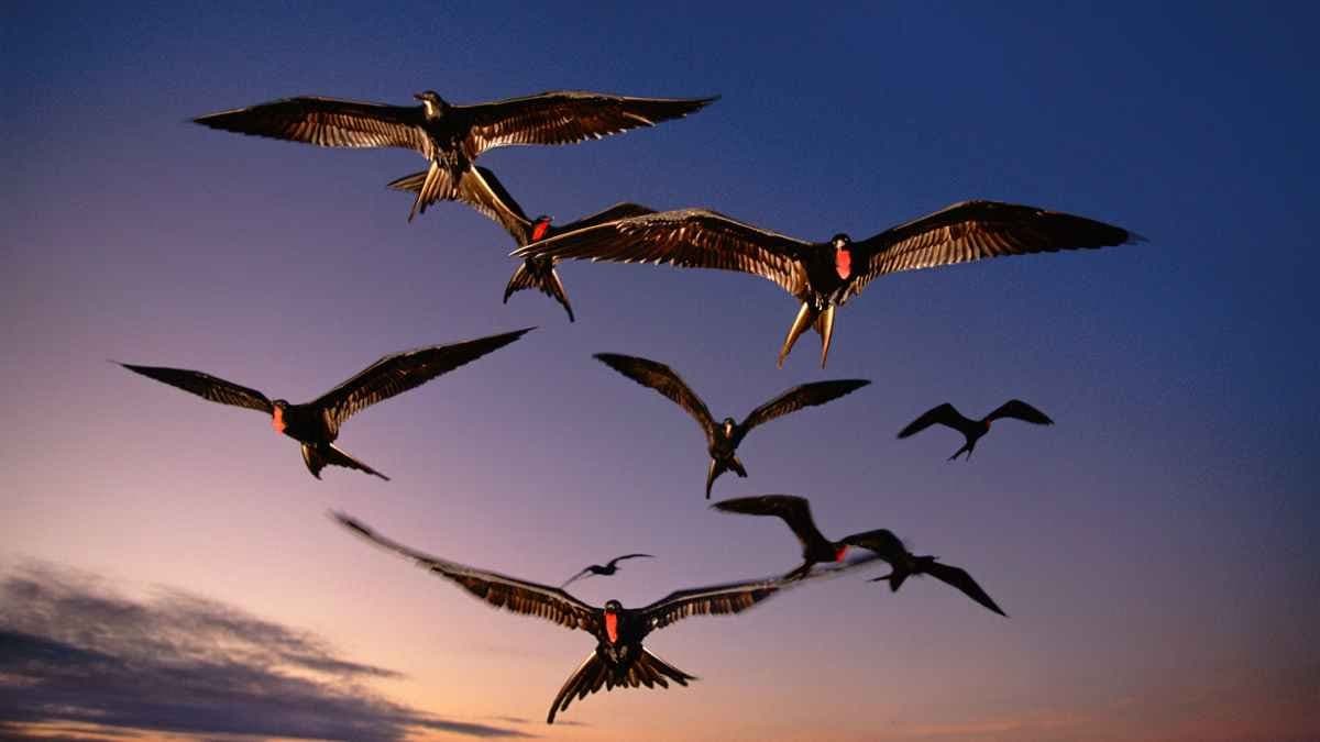 These birds take a nap while flying in the sky check out their special feature