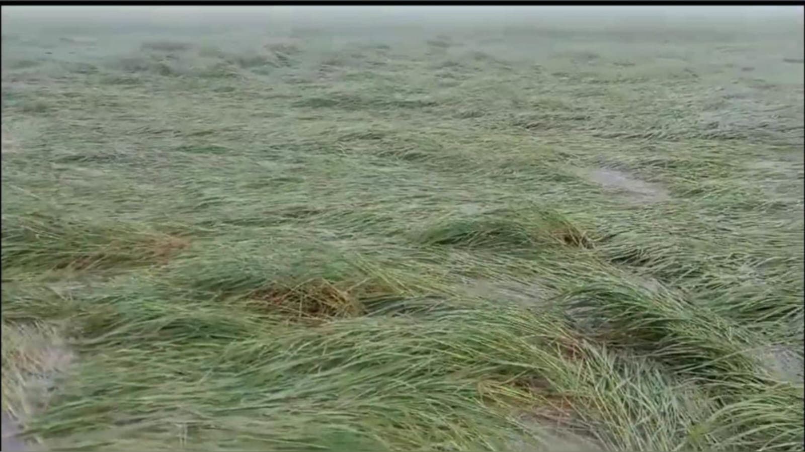 Cyclone Dana affected paddy fields largely all over west bengal_gnr