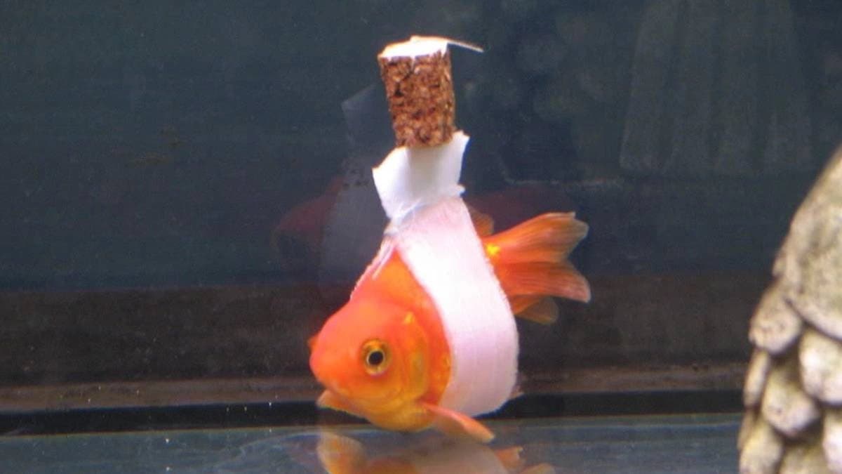 Oceanographist build wheelchair for disabled gold fish