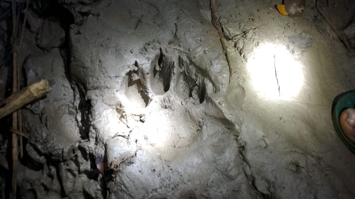 sundarban tiger spotted on road at maipith in south 24 pargana gnr