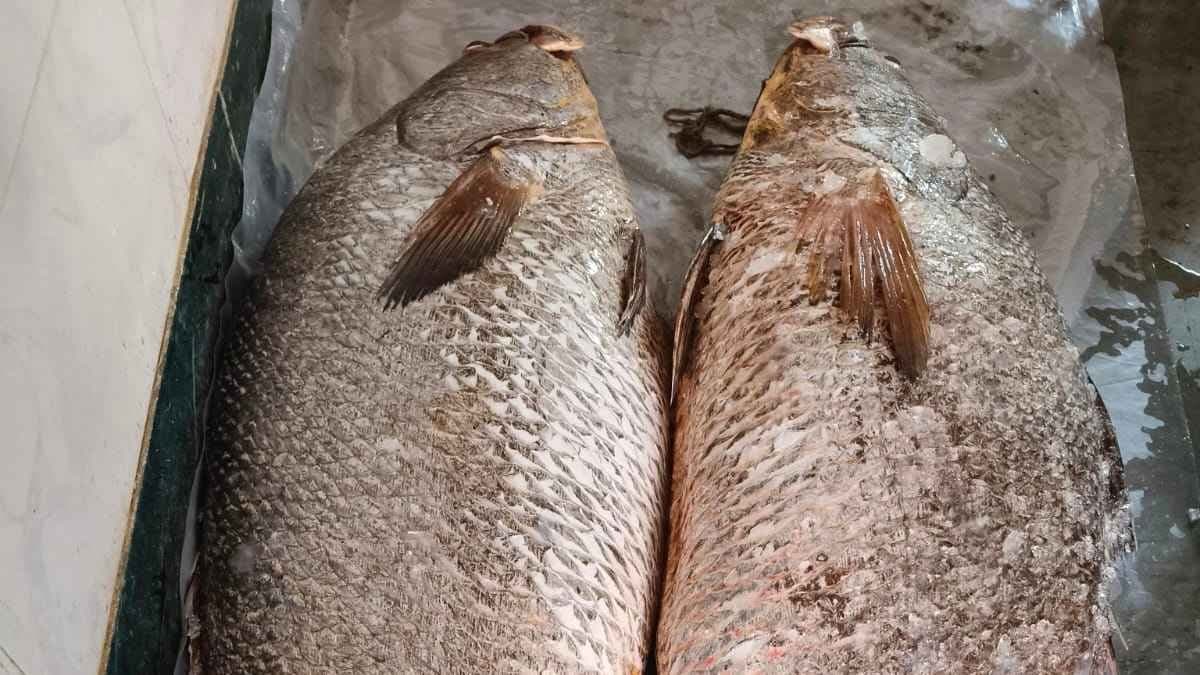 Two fish sold in rs four lakh rupee gnr 