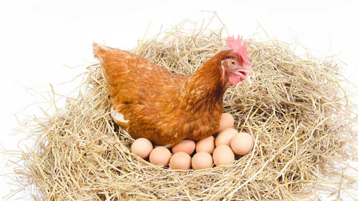 The chicken or the egg, what came first? Both can be the right answers? gnr 
