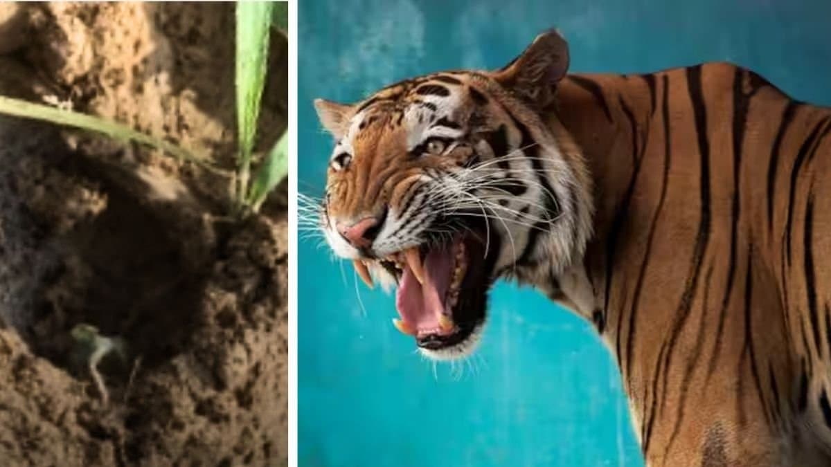 where is tigress zeenat know her update forest departmen trying to caught her  gnr 