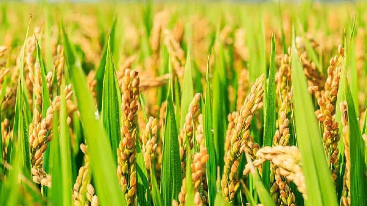 Thunderstorm to hit south bengal farmers bringing home their crops before Kalbaisakhi