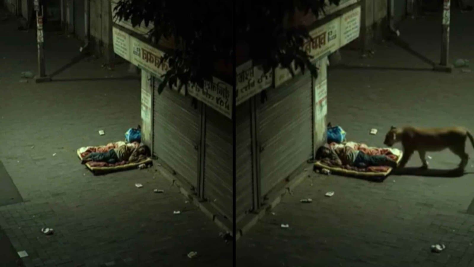 Lion sniffs man viral video with seven Million Views Exposes here the truth