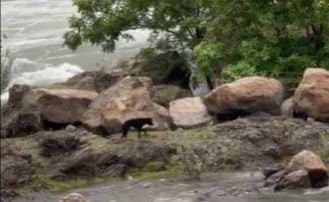 Drone feeds stranded dogs in Tamil Nadu