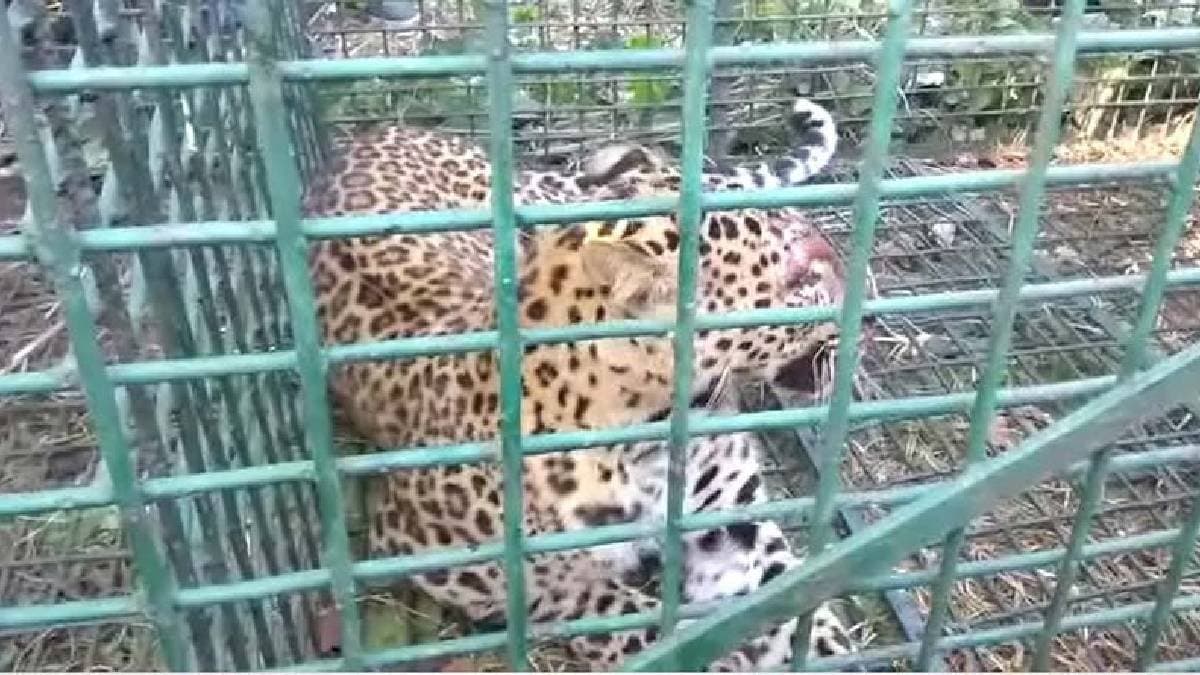Cheetah Dies in Cage on Way from Tea Garden to Forest 