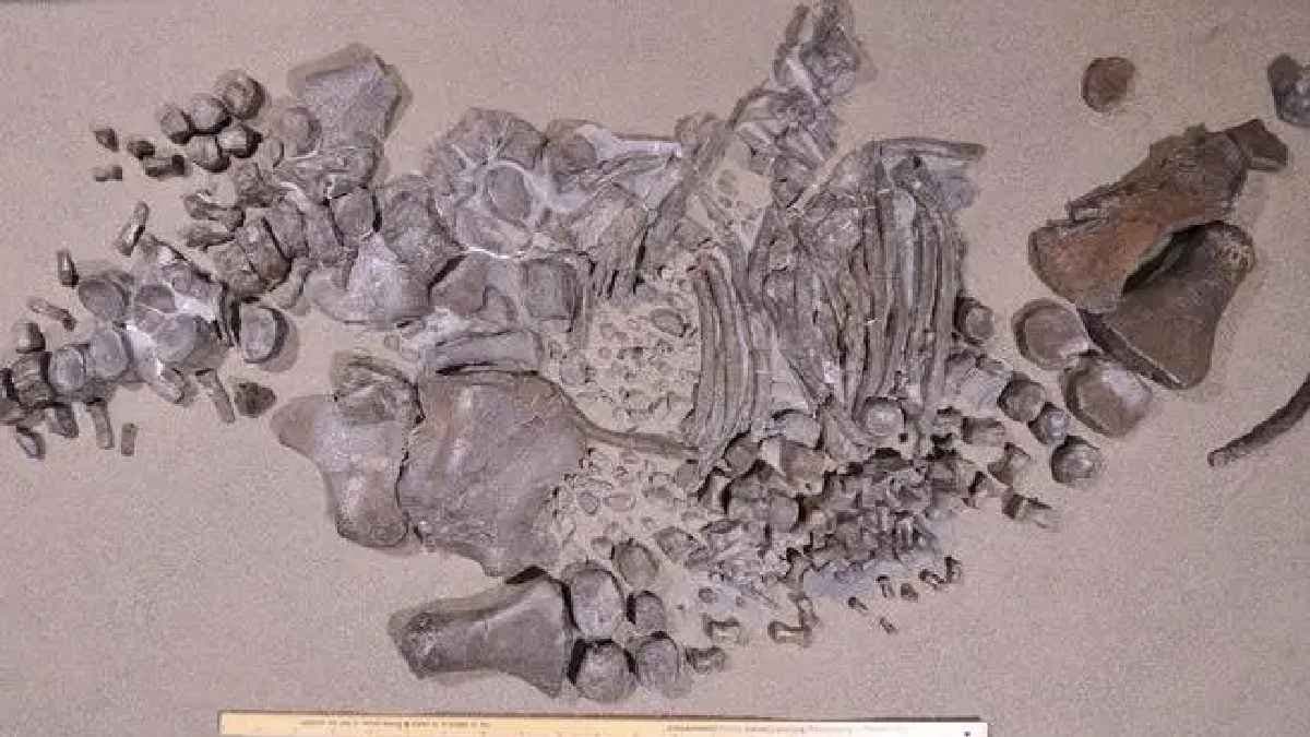  520 million year old fossil discovered with a brains and guts intact