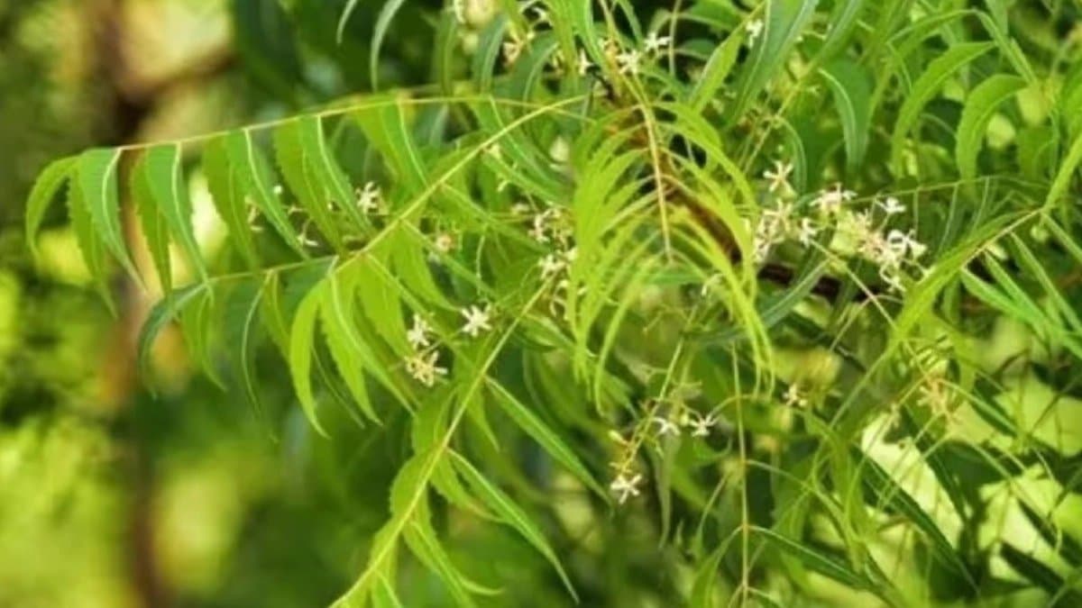 By Chewing Neem leaves on an empty stomach you can not even imagine what will happen next
