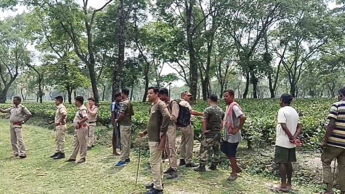 Workers Panic and Lose Sleep in Fear as Bear Enters Tea Garden Early Morning