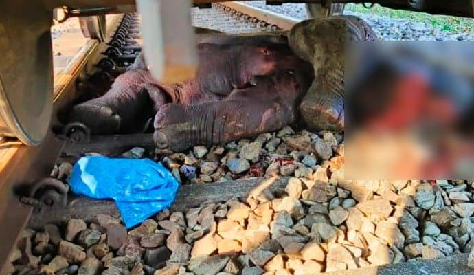  Three elephant killed in alipurduar