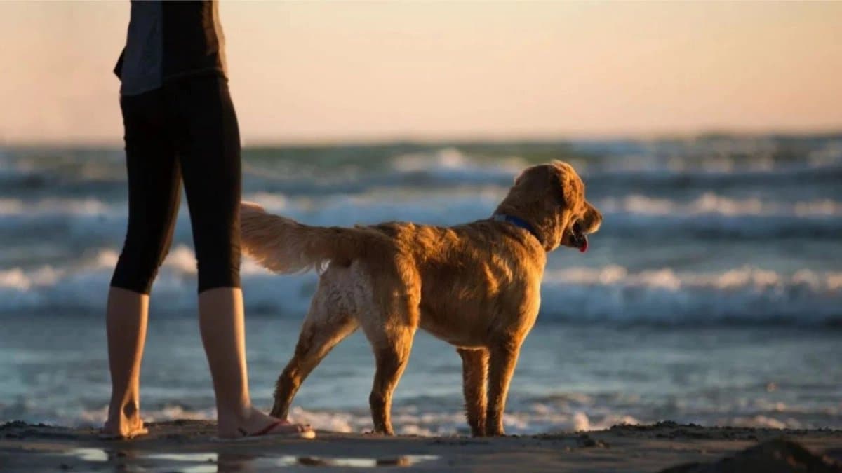 These tips should follow while travel with pets